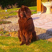 Venus a rejoint le concours — aidez-le/la à gagner de superbes lots ! dog, brown_dog, fluffy, outdoor, grass, patio, sunlight, pet, animal, nature, garden, sitting, fur, daytime, stone, relaxed, canine, mammal, tongue_out, curious
