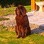 dog, brown_dog, fluffy, outdoor, grass, patio, sunlight, pet, animal, nature, garden, sitting, fur, daytime, stone, relaxed, canine, mammal, tongue_out, curious