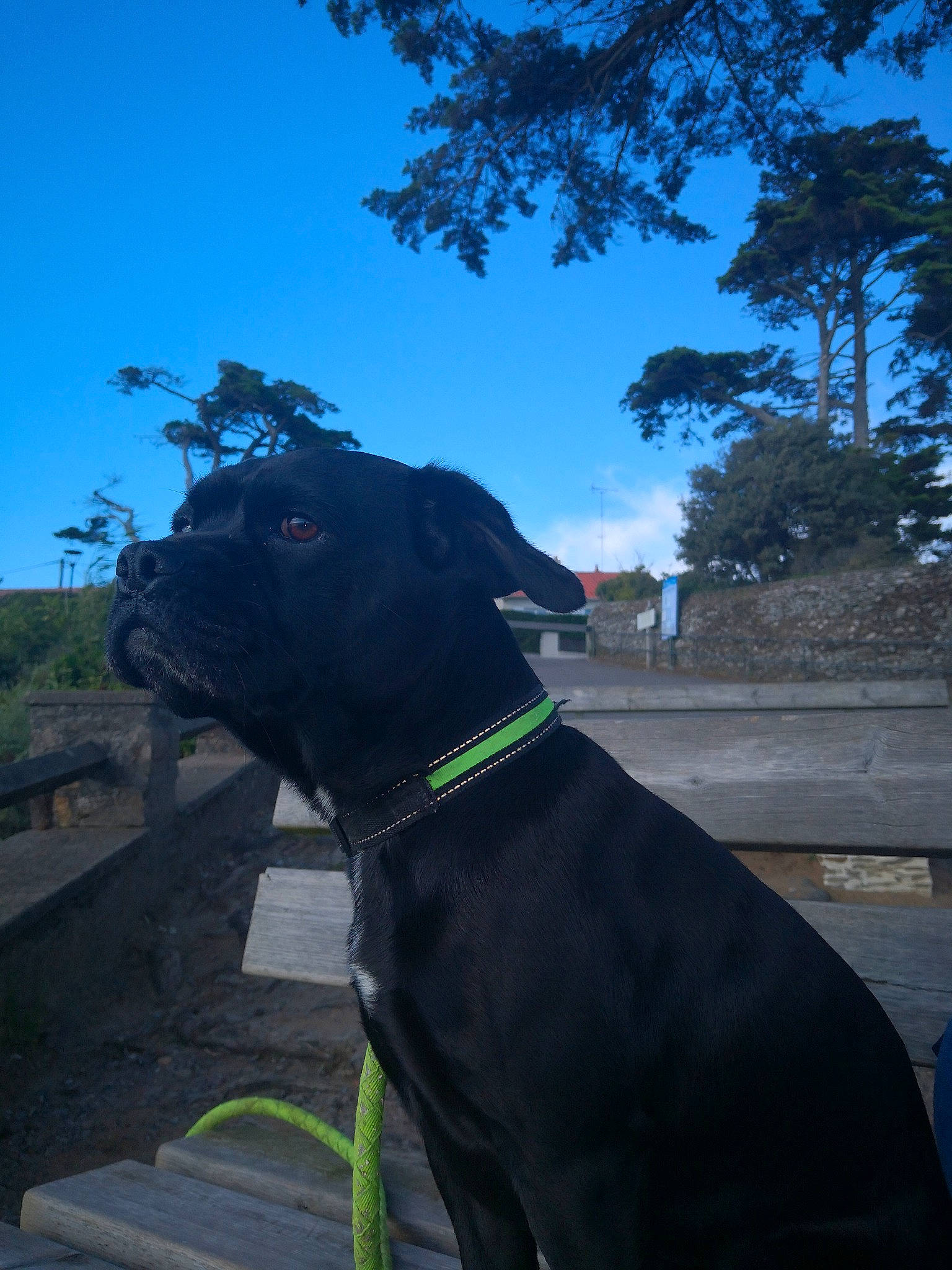 Nuts a rejoint le concours — aidez-le/la à gagner de superbes lots ! canidae, carnivore, collar, companion_dog, dog, dog_breed, dog_collar, electric_blue, fawn, grass, gun_dog, pet_supply, plant, sky, snout, sporting_group, tail, tints_and_shades, tree, working_animal