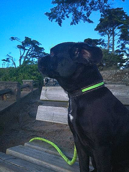 Nuts participe au concours pour gagner de l'argent avec cette photo : borador, carnivore, collar, companion_dog, dog, dog_breed, dog_collar, electric_blue, fawn, grass, guard_dog, leash, pet_supply, plant, shrub, sky, sporting_group, tail, tree, working_animal