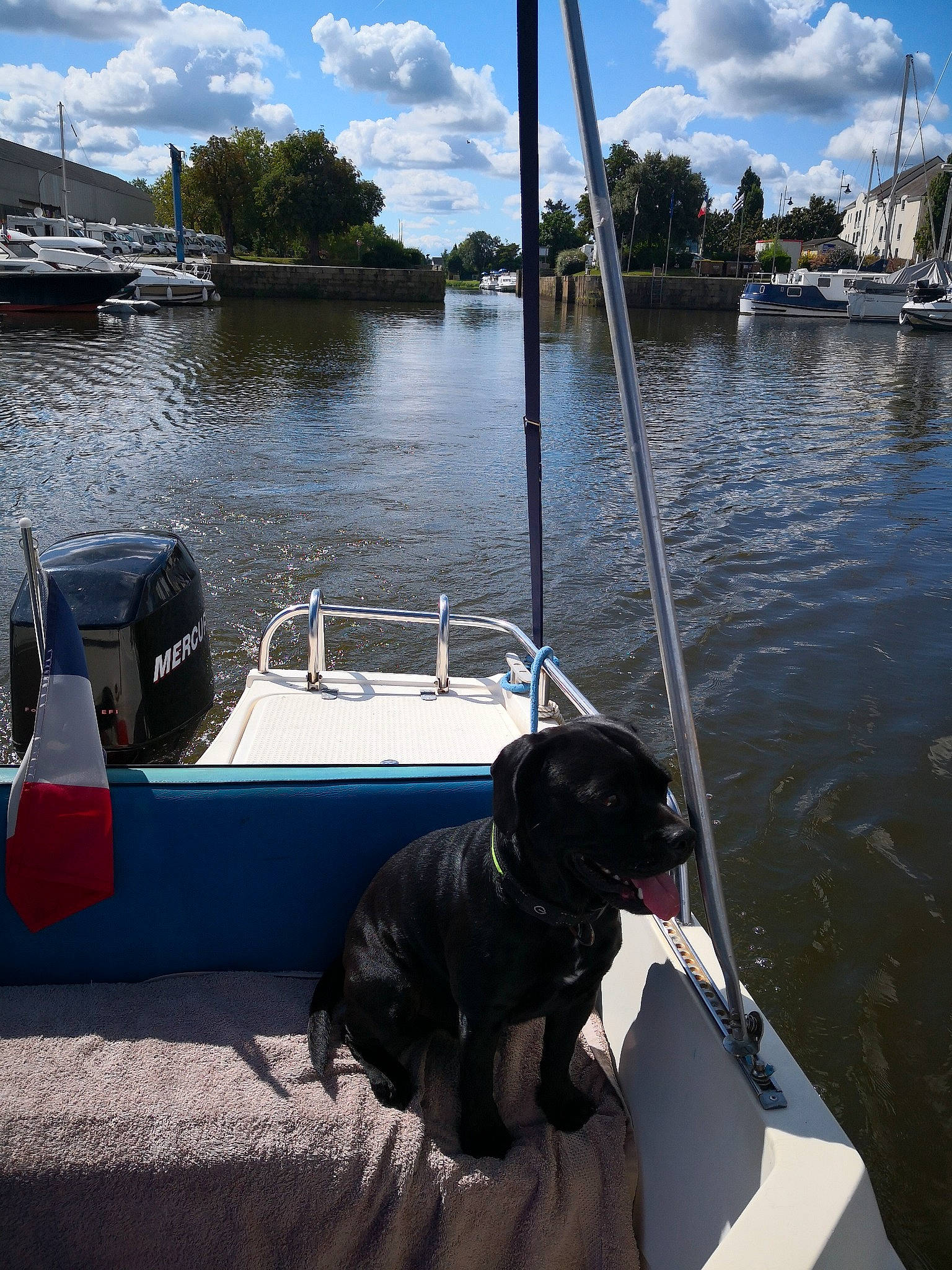 Nuts a rejoint le concours — aidez-le/la à gagner de superbes lots ! blue, boat, boats_and_boating_equipment_and_supplies, carnivore, cloud, dock, dog, lake, leisure, mast, naval_architecture, recreation, ship, sky, tree, vehicle, water, watercraft, waterway, white