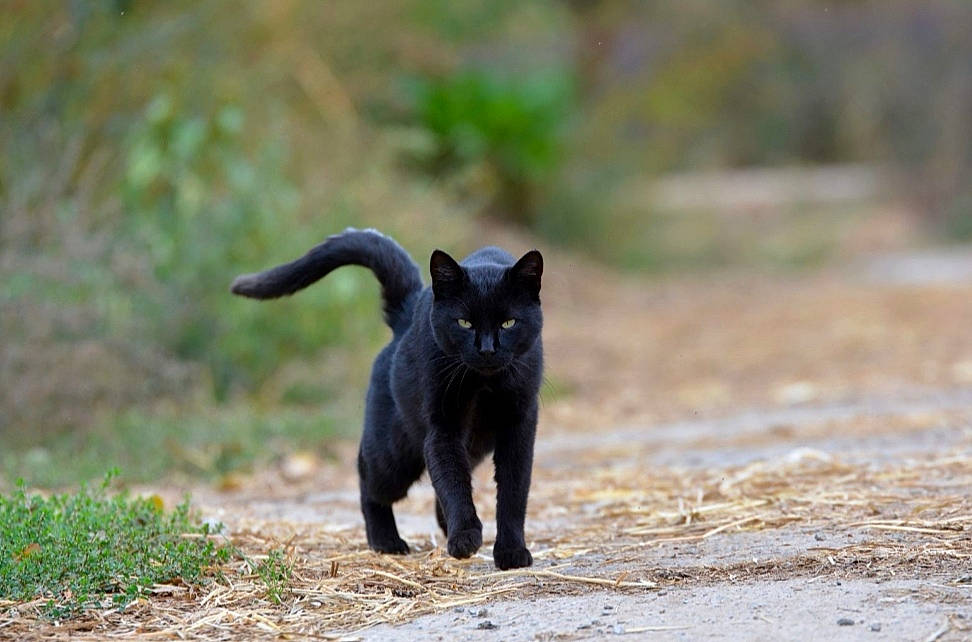 ZEN a rejoint le concours — aidez-le/la à gagner de superbes lots ! black_cat, bombay, canidae, carnivore, cat, dog_breed, felidae, fur, grass, small_to_medium_sized_cats, snout, sporting_group, tail, terrestrial_animal, wildlife