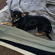 Lulu joined the competition — help win amazing prizes! dog, small_dog, black_dog, tan_markings, blanket, folded_blanket, carpet, indoors, pet, resting, lying_down, looking_at_camera, curious, ears_up, collar, fur, cute, cozy, home, animal