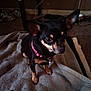 Lulu is registered to the contest to win money with this photo: dog, small_dog, chihuahua, pet, indoor, blanket, pink_collar, animal, cute, ears, fur, carpet, domestic_animal, mammal, companion, sitting, looking, closeup, household, curious