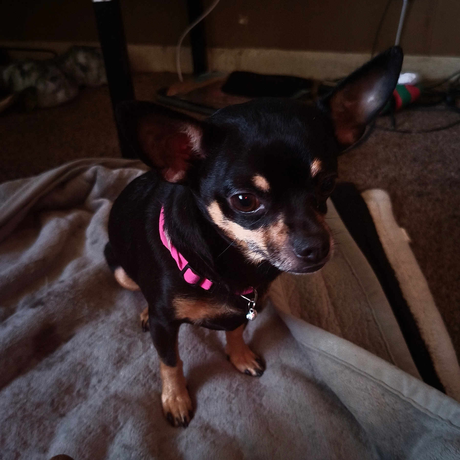 Lulu is registered to the contest to win money with this photo: animal, blanket, carpet, chihuahua, closeup, companion, curious, cute, dog, domestic_animal, ears, fur, household, indoor, looking, mammal, pet, pink_collar, sitting, small_dog