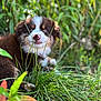 Austin participe au concours pour gagner de l'argent avec cette photo : animal, canine, closeup, cute, dog, eyes, fur, grass, greenery, leaf, muzzle, nature, outdoor, pet, playful, puppy, relaxing, snout, summer, young