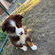 Austin participe au concours pour gagner de l'argent avec cette photo : animal, brown, curious, cute, dirt, dog, ears, fence, fluffy, grass, looking_up, nature, nose, outdoor, pet, puppy, sitting, sunlight, white, young