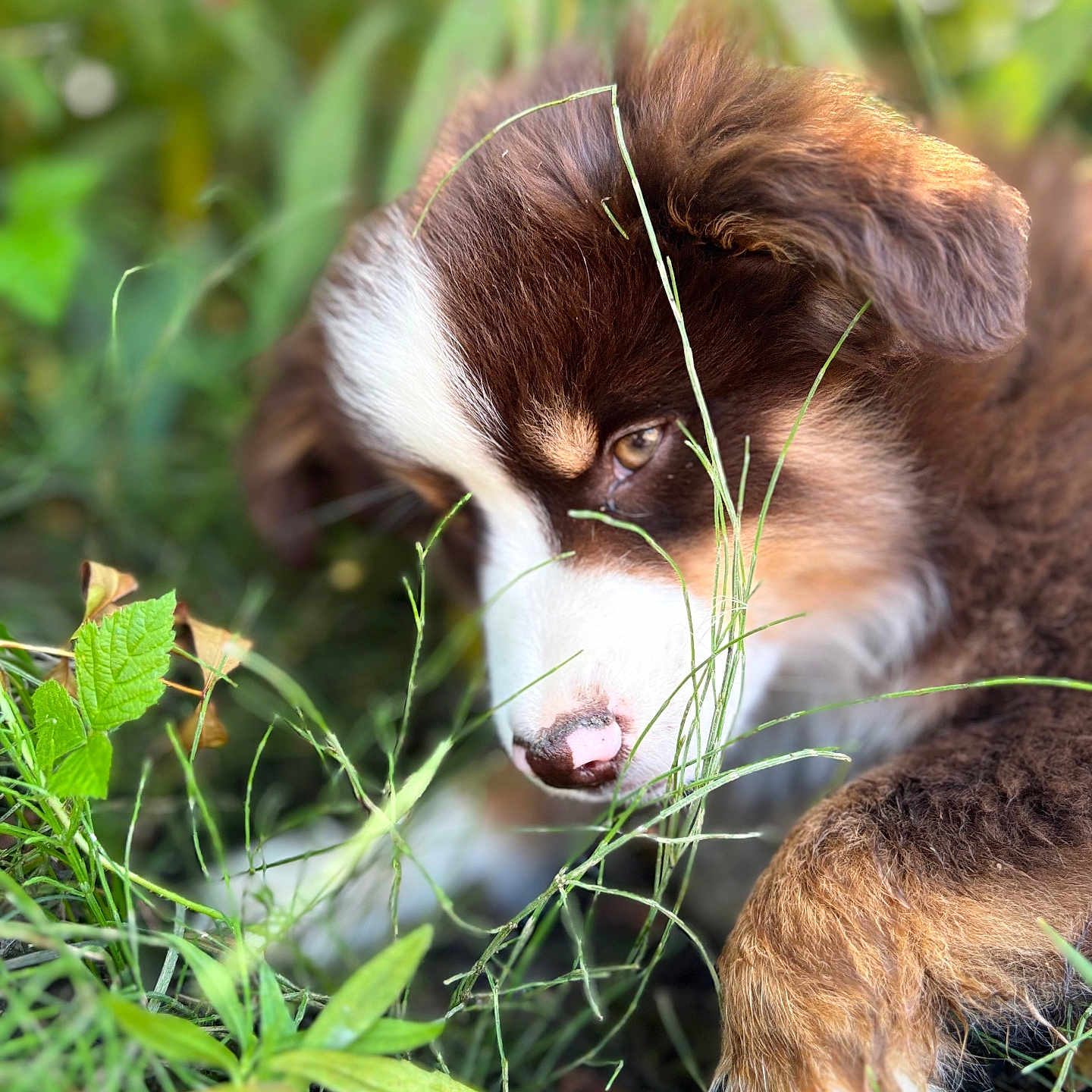 Austin participe au concours pour gagner de l'argent avec cette photo : adorable, animal, brown, close_up, cute, daylight, dog, fur, grass, greenery, leaf, nature, outdoor, pet, playful, puppy, sniffing, soft_focus, white, young_dog