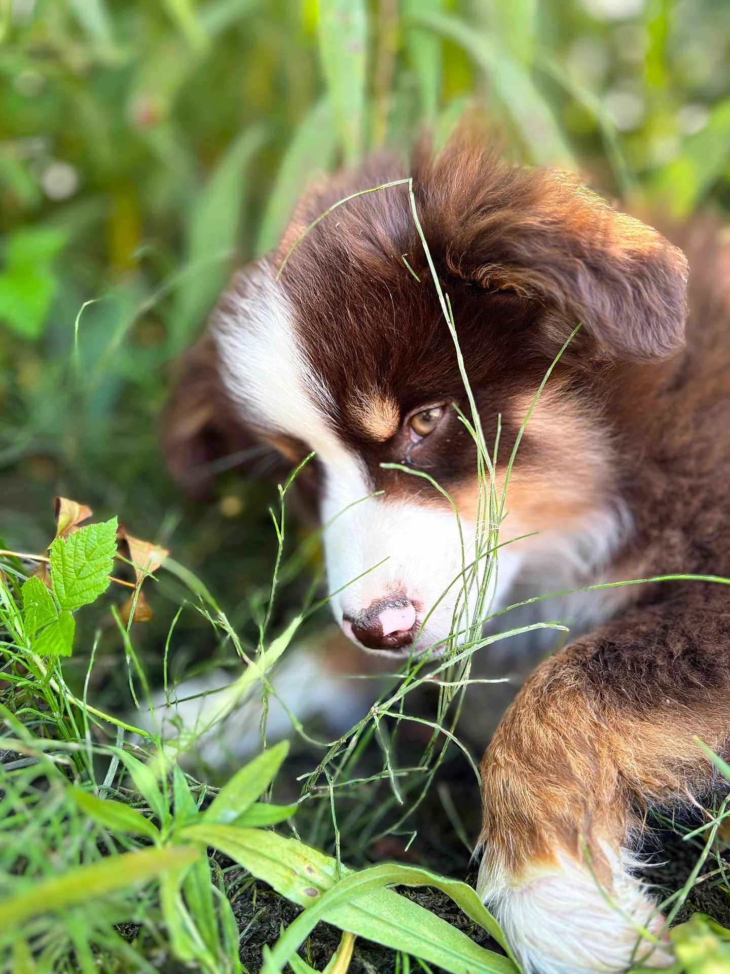 Austin participe au concours pour gagner de l'argent avec cette photo : adorable, animal, brown, close_up, cute, daylight, dog, fur, grass, greenery, leaf, nature, outdoor, pet, playful, puppy, sniffing, soft_focus, white, young_dog