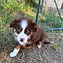 Austin participe au concours pour gagner de l'argent avec cette photo : animal, brown, canine, curious, cute, dog, ears, fence, fur, grass, ground, nature, outdoor, pet, playful, puppy, small, snout, white, young
