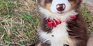 Austin participe au concours pour gagner de l'argent avec cette photo : animal, black, brown, collar, cute, dog, ears, eyes, face, fur, grass, nature, nose, outdoor, pet, portrait, puppy, sitting, white, young
