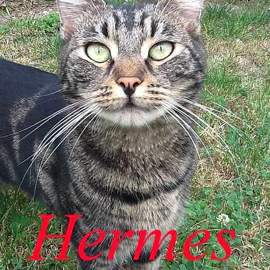 Hermes