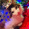 Dexter joined the competition — help win amazing prizes! cat, animal, pet, fluffy, white, brown, holiday, christmas, lights, ornament, snowflake, decoration, colorful, festive, cute, closeup, indoor, soft, cozy, curious