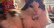 Dexter joined the competition — help win amazing prizes! cat, indoor, laptop, window, blinds, sunlight, fries_bag, fluffy, white, brown, pet, relaxed, feline, closeup, table, cozy, domestic, animal, portrait, resting