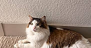 Dexter is registered to the contest to win money with this photo: animal, brown, carpet, cat, curious, cute, domestic, ears, feline, fluffy, fur, indoor, lying_down, mammal, pet, relaxed, resting, texture, whiskers, white