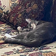 Troubles is registered to the contest to win money with this photo: cat, sleeping, couch, floral_pattern, pillow, indoor, pet, furniture, cozy, resting, animal, tabby_cat, domestic_cat, home, soft_lighting, relaxation, comfort, decor, closeup, nap