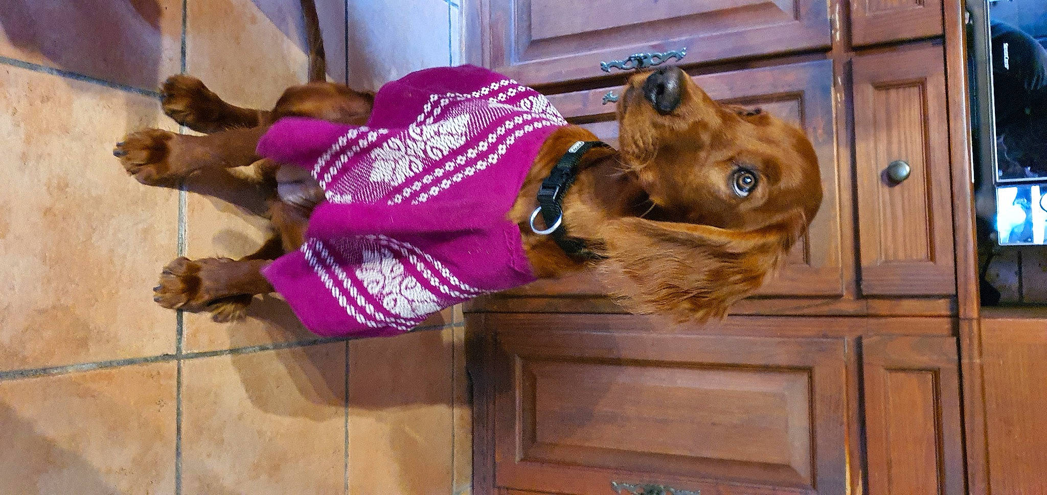 Thalia participe au concours pour gagner de l'argent avec cette photo : canidae, carnivore, companion_dog, costume, dog, dog_breed, dog_clothes, dog_supply, fawn, flooring, fur, hat, headgear, liver, magenta, personal_protective_equipment, pet_supply, sporting_group, wood, working_animal