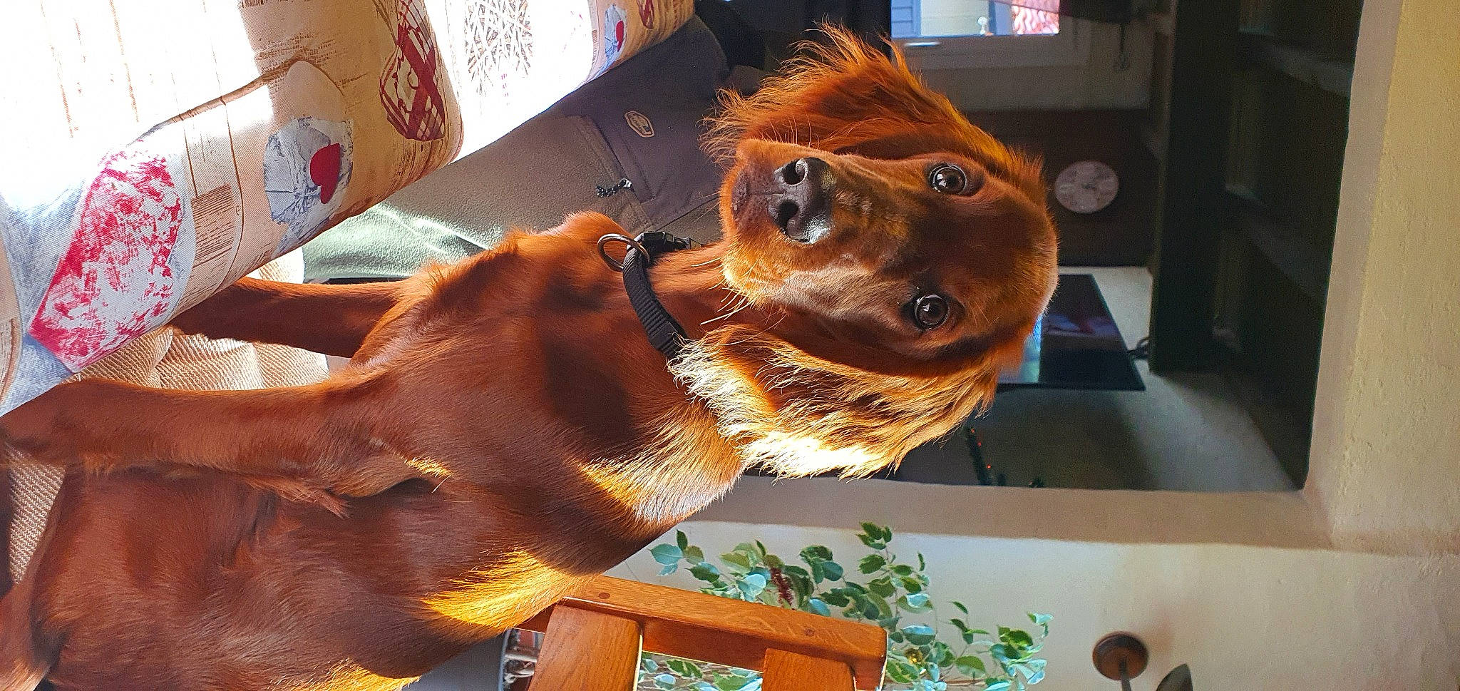 Thalia a rejoint le concours — aidez-le/la à gagner de superbes lots ! canidae, carnivore, collar, companion_dog, dog, dog_breed, dog_collar, eyewear, fawn, fur, liver, personal_protective_equipment, pet_supply, plant, snout, sporting_group, terrestrial_animal, whiskers, window, working_animal