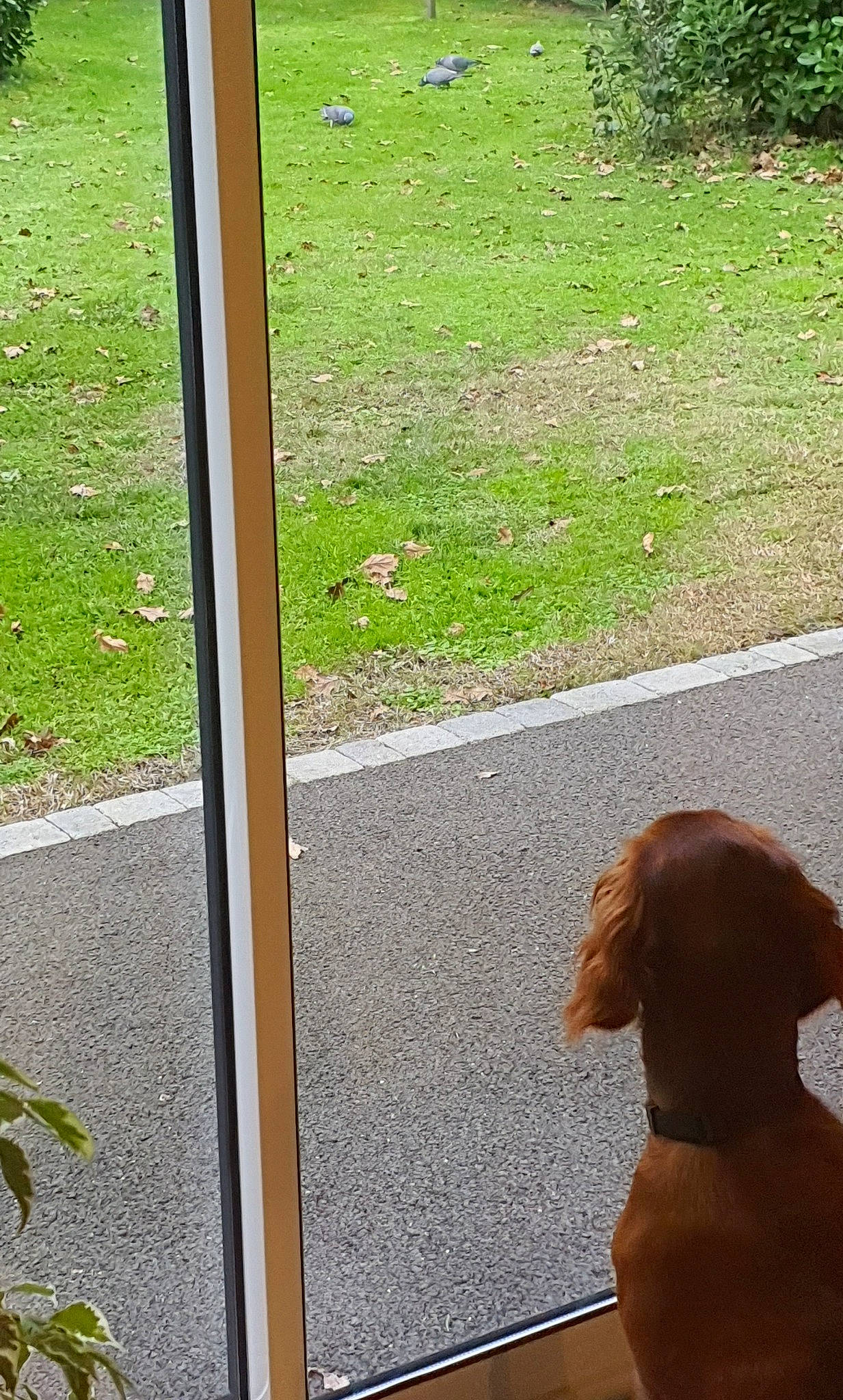 Thalia a rejoint le concours — aidez-le/la à gagner de superbes lots ! carnivore, collar, companion_dog, dog, dog_breed, door, fawn, grass, line, liver, pet_supply, plant, shade, snout, tail, tints_and_shades, vehicle_door, window, wood, working_animal