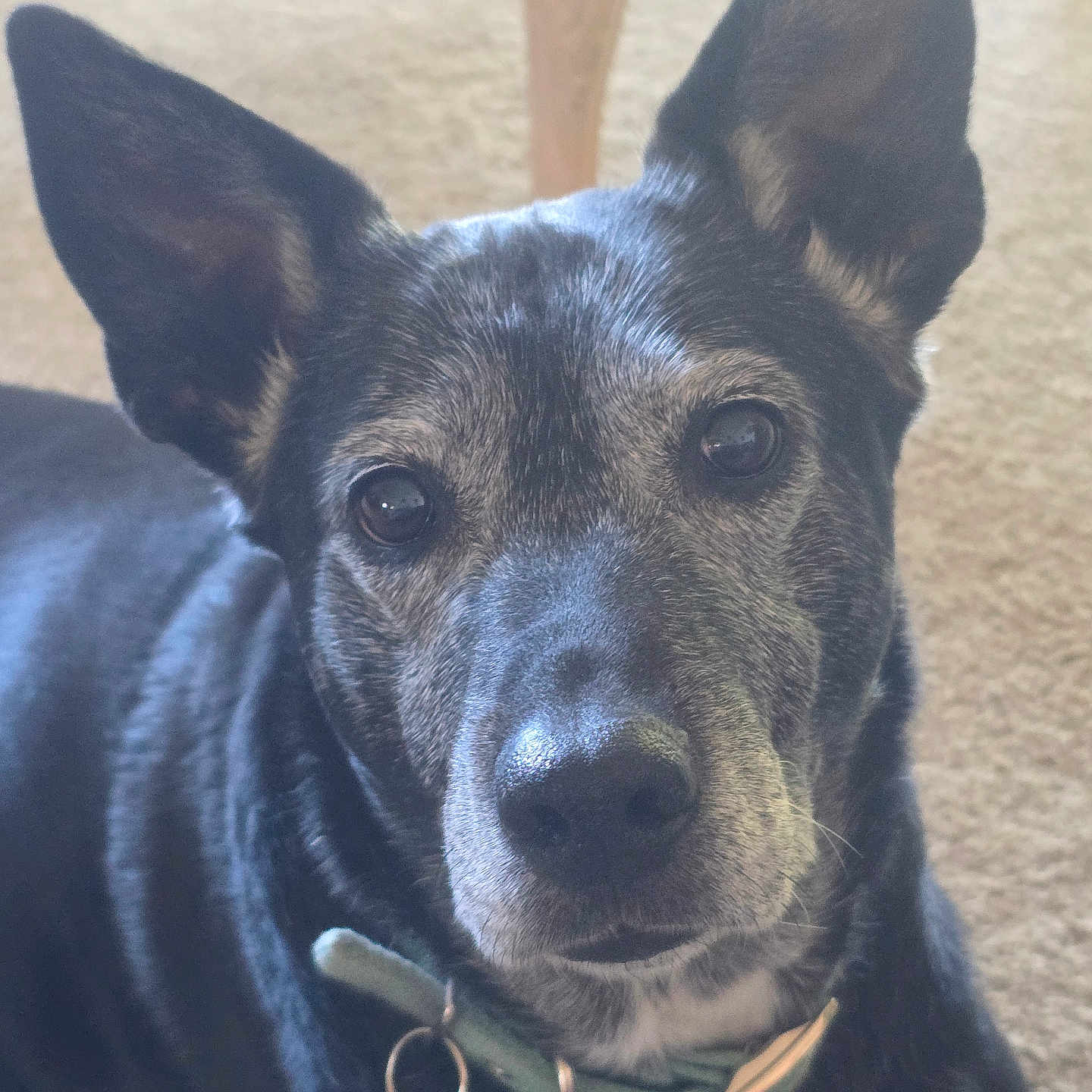 Koda is registered to the contest to win money with this photo: animal, black_fur, calm, canine, carpet, close_up, collar, dog, domestic_animal, furniture_leg, gray_fur, indoor, large_ears, laying_down, looking_at_camera, muzzle, pet, portrait, tag, whiskers