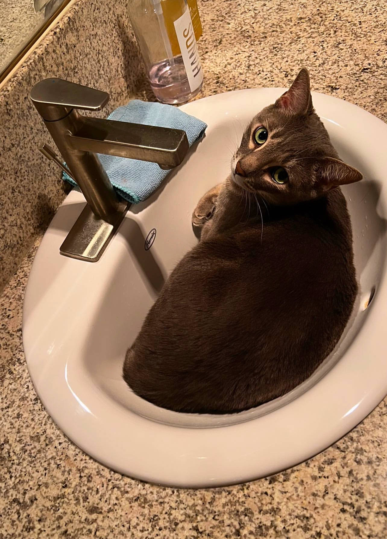 Logan joined the competition — help win amazing prizes! bathroom, bathroom_sink, carnivore, cat, cat_supply, felidae, floor, flooring, grey, household_supply, pet_supply, plumbing, plumbing_fixture, sink, small_to_medium_sized_cats, tail, tap, whiskers, window, wood
