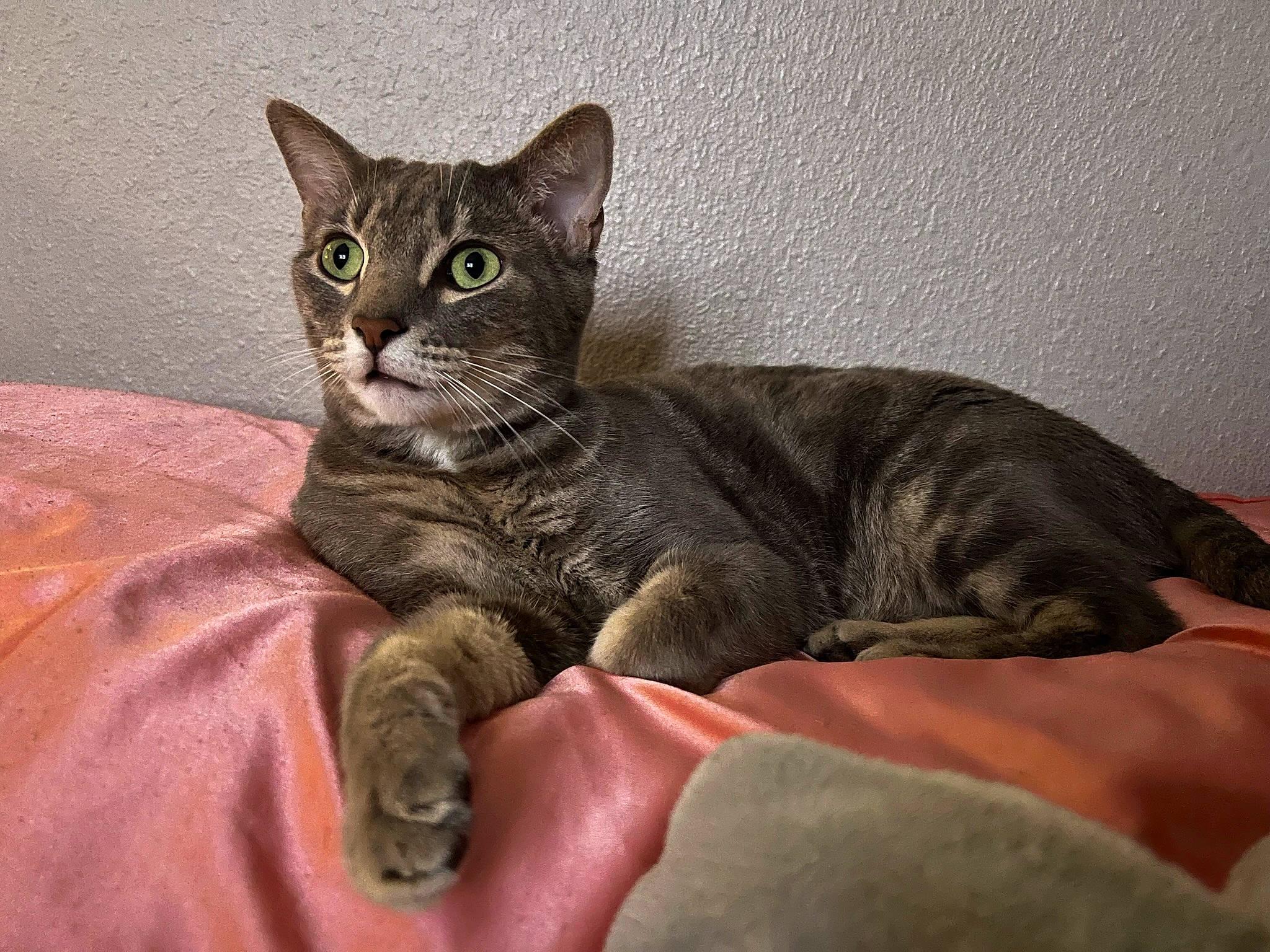 Logan is registered to the contest to win money with this photo: carnivore, cat, cat_toy, comfort, domestic_short_haired_cat, felidae, fur, grey, paw, small_to_medium_sized_cats, snout, tail, terrestrial_animal, whiskers