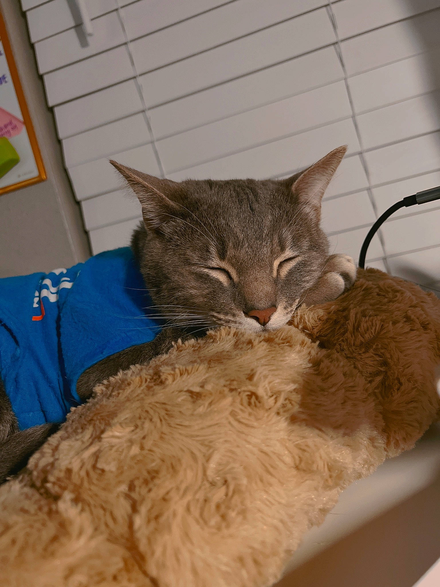 Logan joined the competition — help win amazing prizes! bed, carnivore, cat, claw, comfort, domestic_short_haired_cat, fawn, felidae, fur, linens, nap, paw, small_to_medium_sized_cats, snout, tail, terrestrial_animal, whiskers