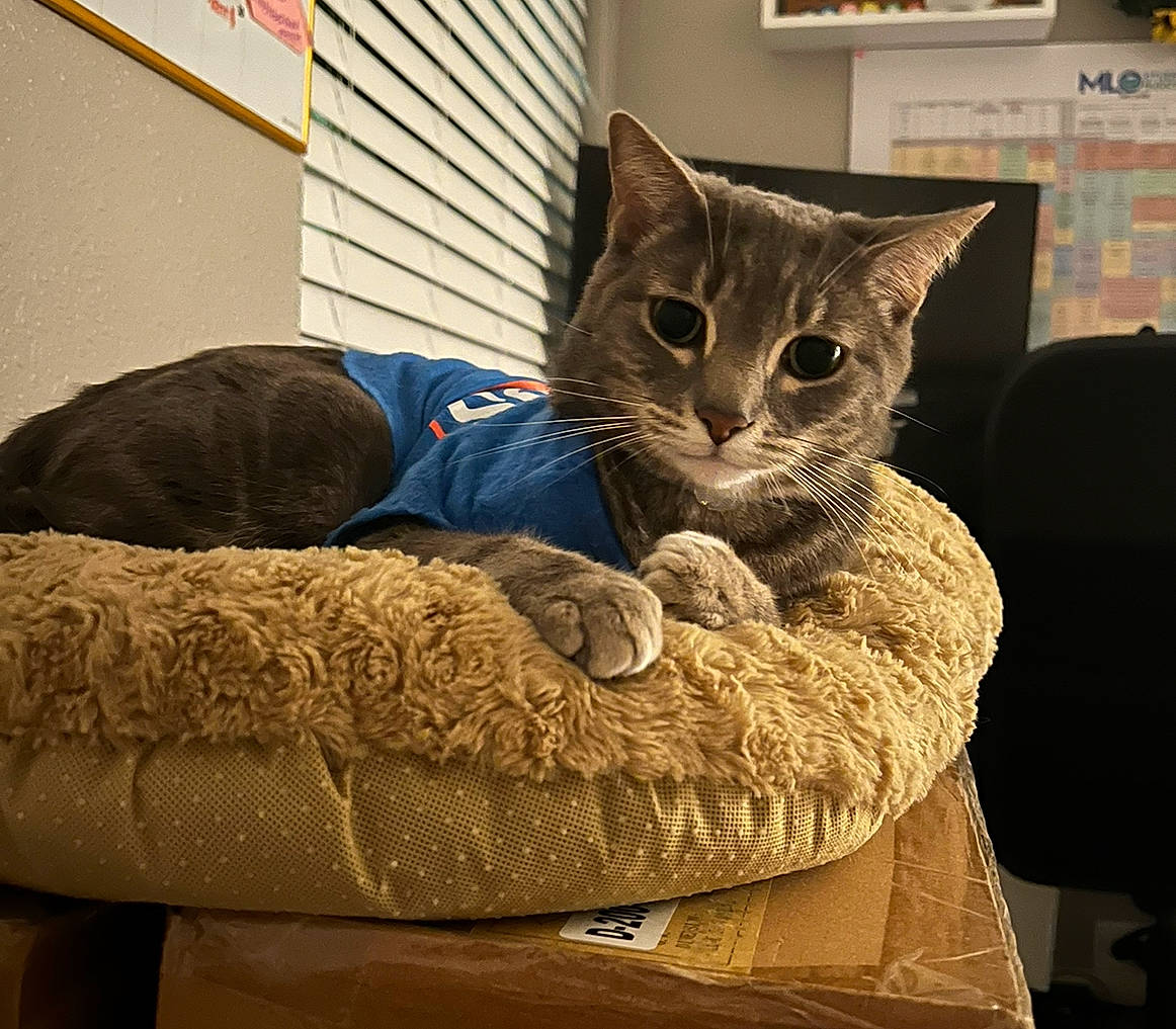 Logan is registered to the contest to win money with this photo: bag, bedding, carnivore, cat, chair, comfort, couch, domestic_short_haired_cat, felidae, fur, linens, nap, paw, picture_frame, room, sitting, small_to_medium_sized_cats, snout, tail, whiskers