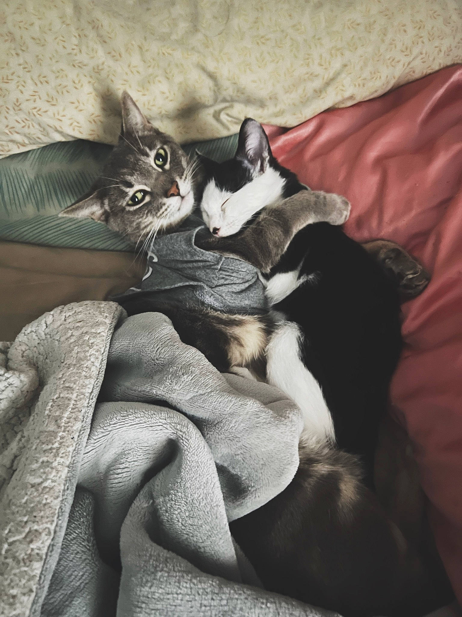 Logan is registered to the contest to win money with this photo: bed_sheet, bedding, black_cat, canidae, carnivore, cat, comfort, companion_dog, domestic_short_haired_cat, felidae, fur, grey, hardwood, linens, nap, paw, room, small_to_medium_sized_cats, tail, whiskers
