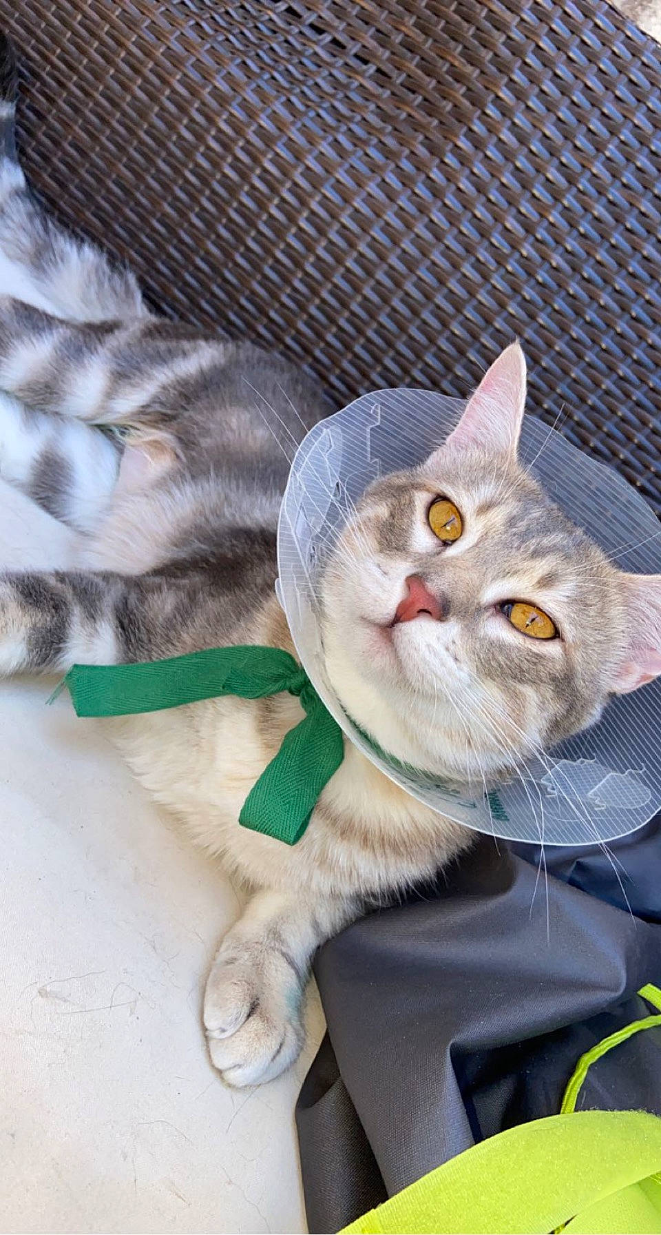 Mymy a rejoint le concours — aidez-le/la à gagner de superbes lots ! carnivore, cat, claw, domestic_short_haired_cat, fawn, felidae, fur, mammal, paw, photo_caption, small_to_medium_sized_cats, snout, tail, whiskers