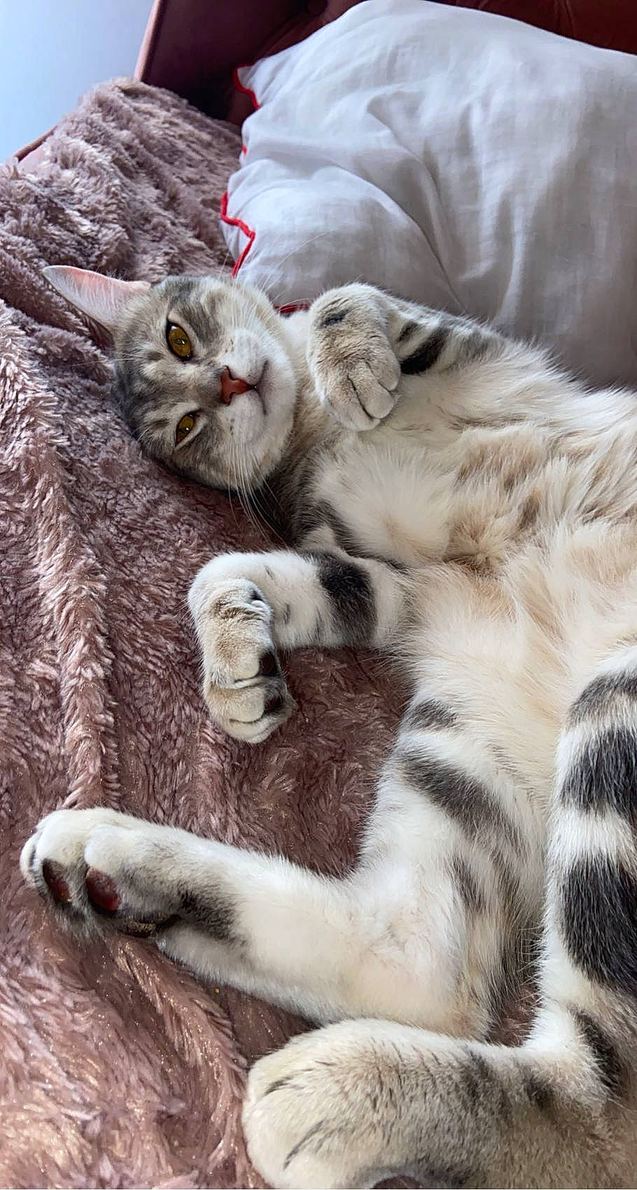 Mymy participe au concours pour gagner de l'argent avec cette photo : carnivore, cat, claw, comfort, domestic_short_haired_cat, fawn, felidae, fur, paw, small_to_medium_sized_cats, snout, tail, terrestrial_animal, whiskers, wildlife