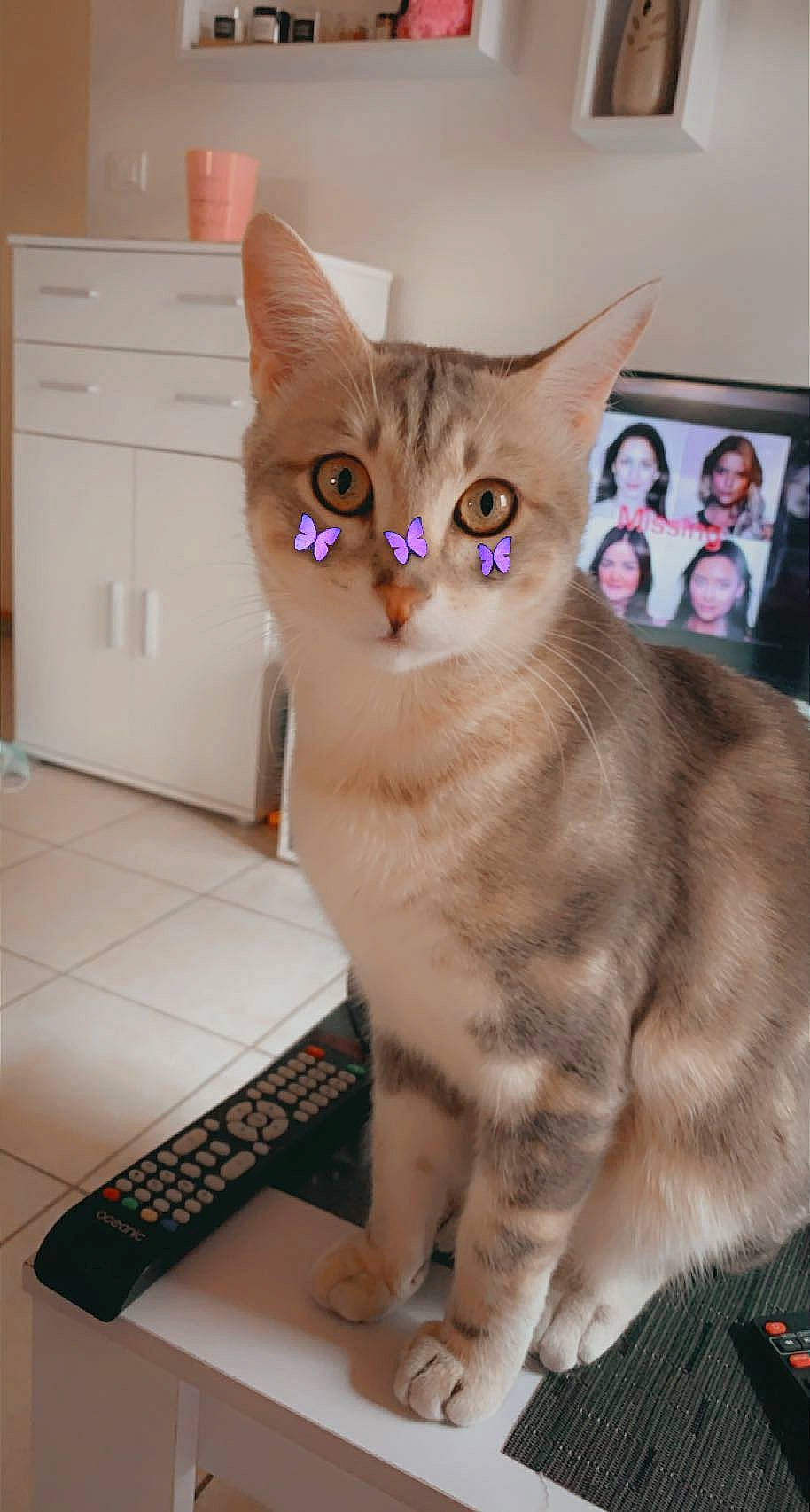 Mymy a rejoint le concours — aidez-le/la à gagner de superbes lots ! cabinetry, carnivore, cat, cat_supply, computer_keyboard, domestic_short_haired_cat, drawer, fawn, felidae, fur, input_device, iris, paw, pet_supply, picture_frame, small_to_medium_sized_cats, snout, suit, tail, whiskers