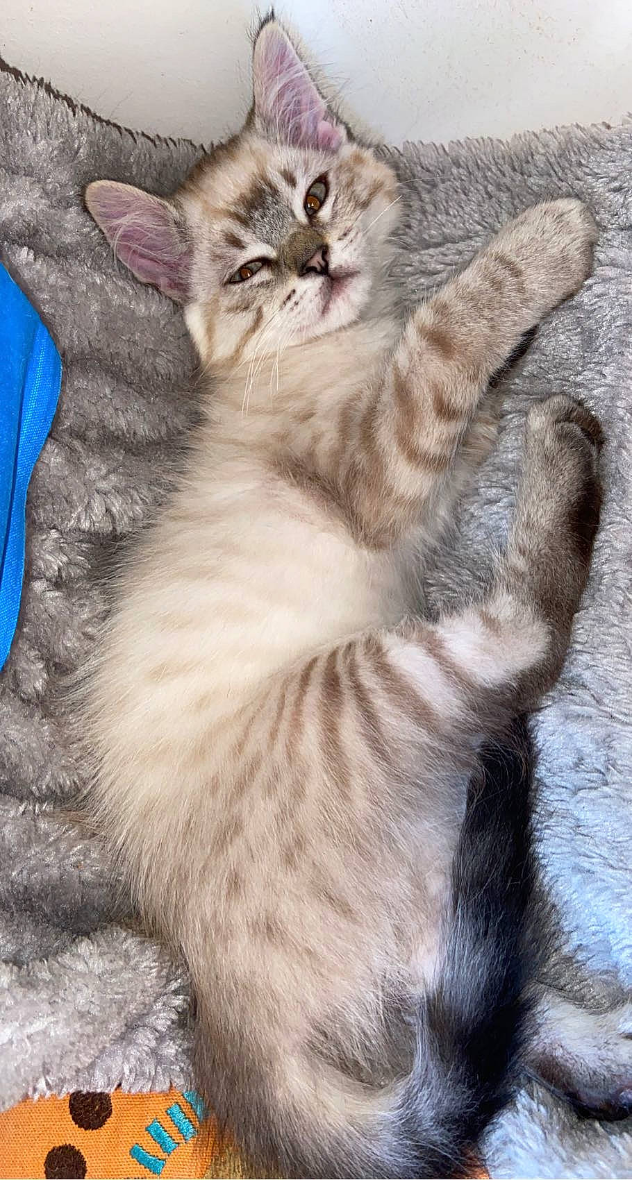 Yeti participe au concours pour gagner de l'argent avec cette photo : carnivore, cat, claw, electric_blue, event, felidae, fur, paw, photo_caption, plant, small_to_medium_sized_cats, snout, tail, terrestrial_animal, whiskers, wildlife