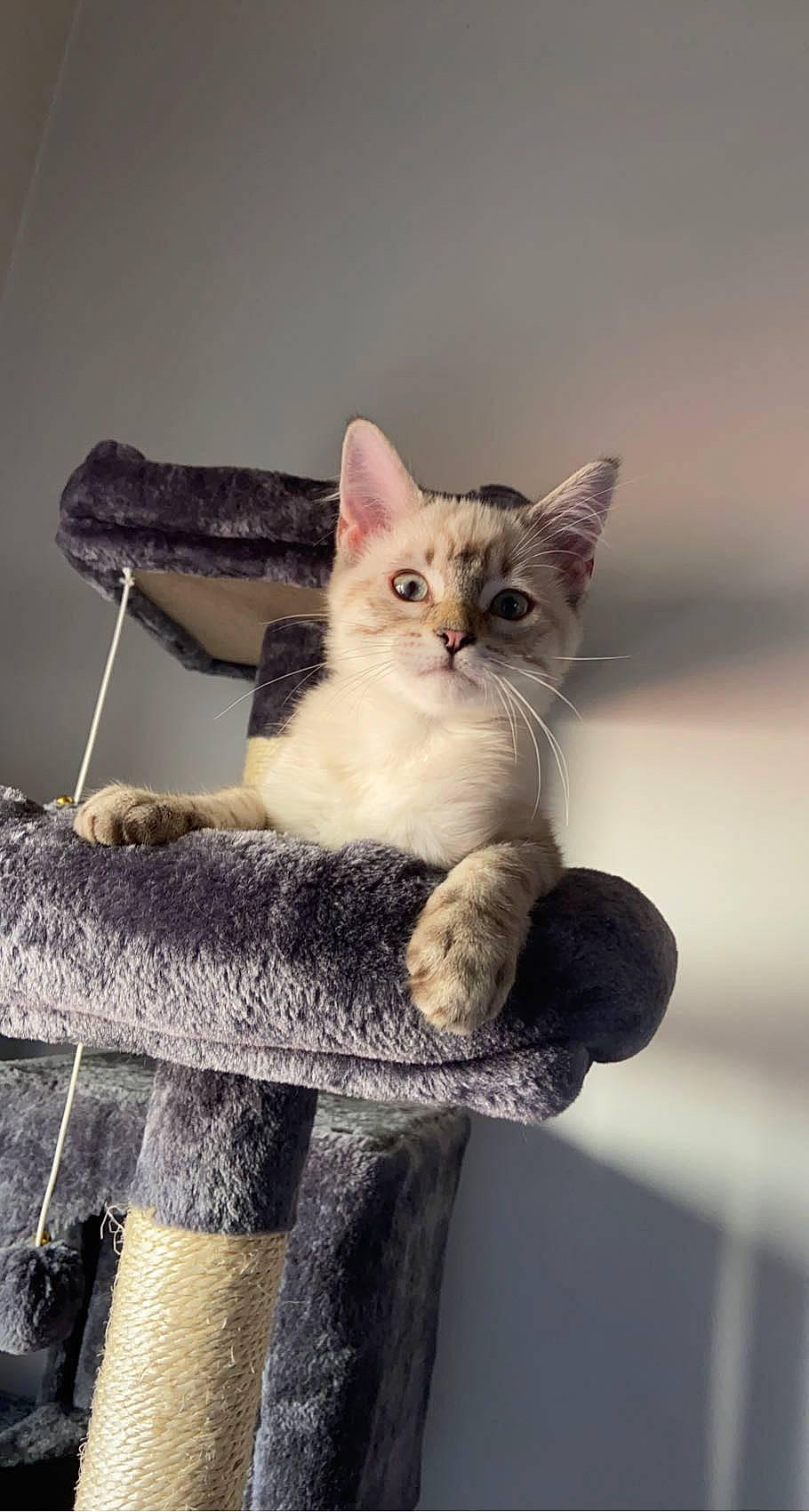 Yeti a rejoint le concours — aidez-le/la à gagner de superbes lots ! box, carnivore, cat, cat_furniture, cat_supply, domestic_short_haired_cat, fawn, felidae, fur, grey, paw, photo_caption, shelf, sitting, small_to_medium_sized_cats, snout, tail, whiskers, window, wood