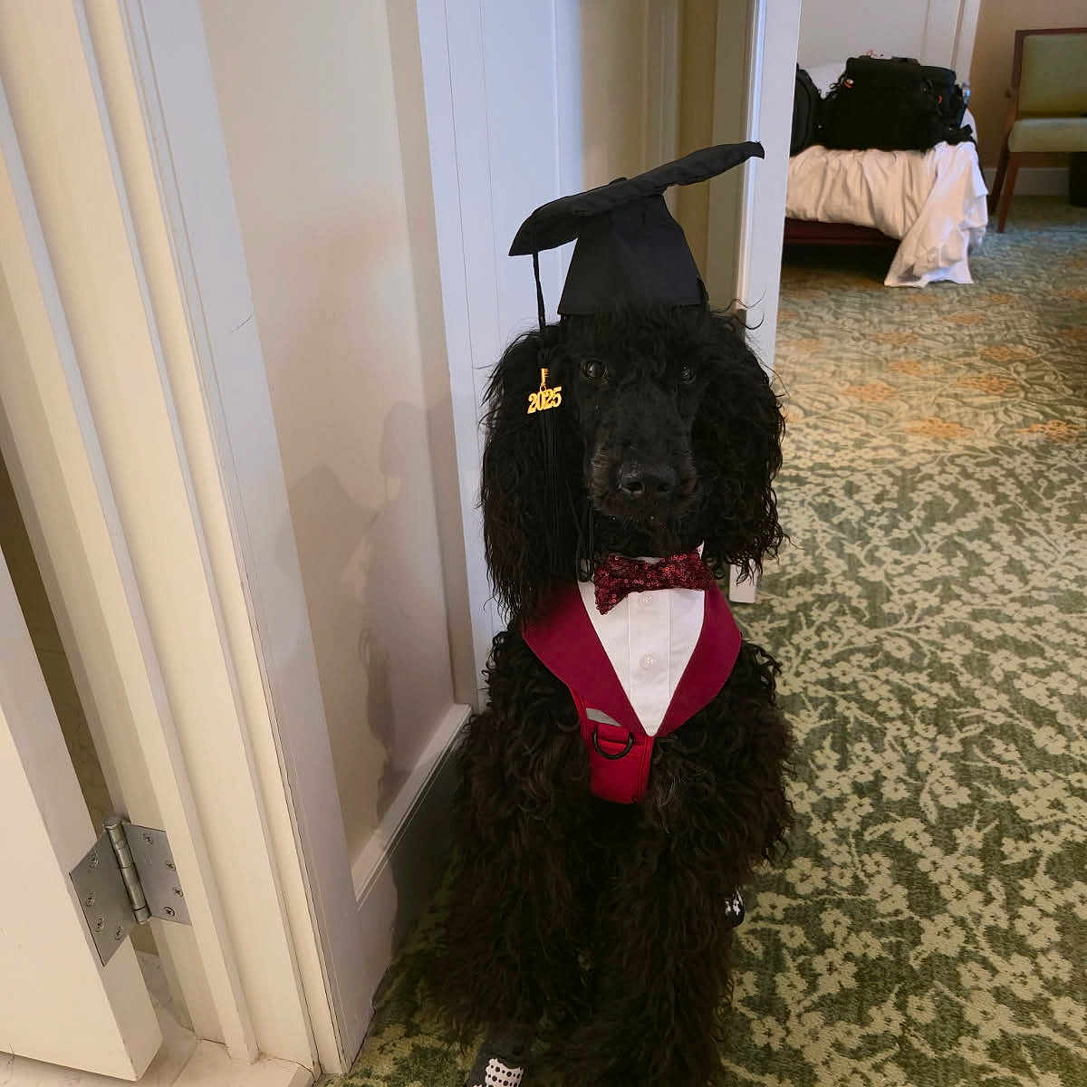Darling joined the competition — help win amazing prizes! animal, black_dog, booties, bow_tie, carpet, celebration, costume, cute, dog, door, furniture, graduation_cap, indoor, pet, poodle, portrait, room, standing, tassel, vest