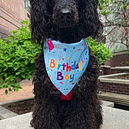 Darling joined the competition — help win amazing prizes! animal, bandana, birthday, black_dog, building, canine, celebration, cute, daylight, dog, fur, greenery, outdoor, pet, poodle, portrait, shoes, sidewalk, sitting, urban