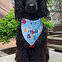 animal, bandana, birthday, black_dog, building, canine, celebration, cute, daylight, dog, fur, greenery, outdoor, pet, poodle, portrait, shoes, sidewalk, sitting, urban
