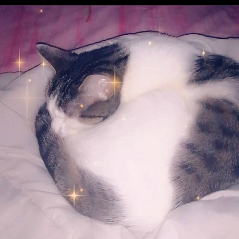 Zeb a rejoint le concours — aidez-le/la à gagner de superbes lots ! carnivore, cat, cloud, domestic_short_haired_cat, felidae, fur, head, human_body, jaw, leg, paw, sky, small_to_medium_sized_cats, snout, snow, tail, tree, whiskers, wildlife, winter