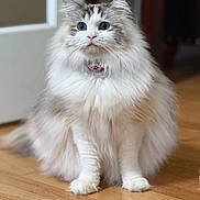 Cleo is registered to the contest to win money with this photo: cat, fluffy_cat, long_fur, blue_eyes, sitting, indoor, hardwood_floor, collar, tag, portrait, pet, white_fur, gray_markings, whiskers, paws, doorframe, domestic_cat, cute, gaze, feline