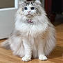 cat, fluffy_cat, long_fur, blue_eyes, sitting, indoor, hardwood_floor, collar, tag, portrait, pet, white_fur, gray_markings, whiskers, paws, doorframe, domestic_cat, cute, gaze, feline