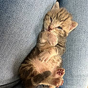 Balou participe au concours pour gagner de l'argent avec cette photo : kitten, cat, pet, sleepy, cute, small, furry, paws, denim, jeans, lap, resting, young, animal, cozy, closeup, feline, soft, adorable, domestic_animal