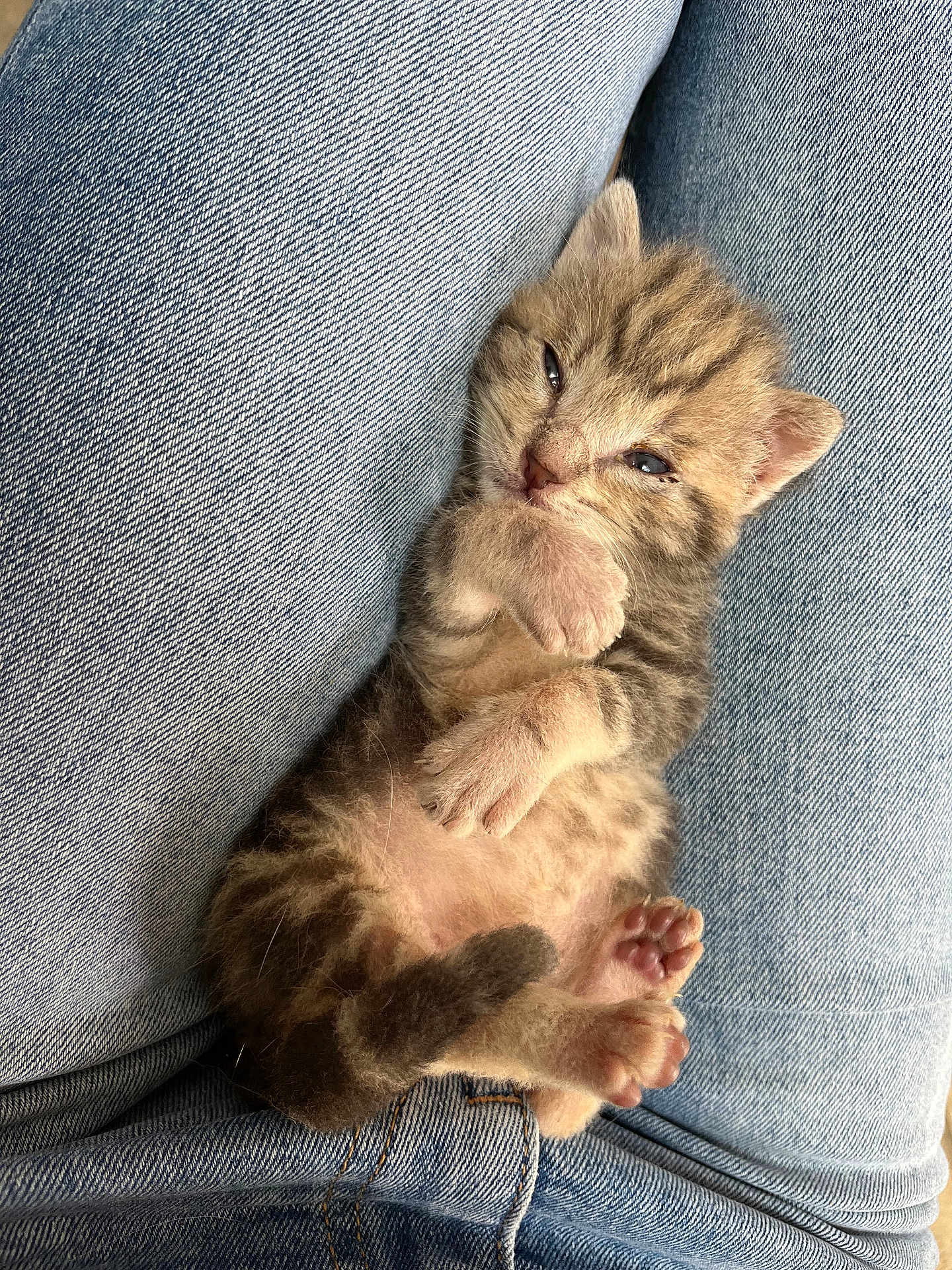 Balou participe au concours pour gagner de l'argent avec cette photo : kitten, cat, pet, sleepy, cute, small, furry, paws, denim, jeans, lap, resting, young, animal, cozy, closeup, feline, soft, adorable, domestic_animal