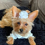 Princess Leia joined the competition — help win amazing prizes! adorable, alert, animal, black_blanket, brown_fur, companion, couch, cozy, cute, dog, ears, flower_headband, fur, house, indoor, laying_down, pet, portrait, small_dog, white_clothing
