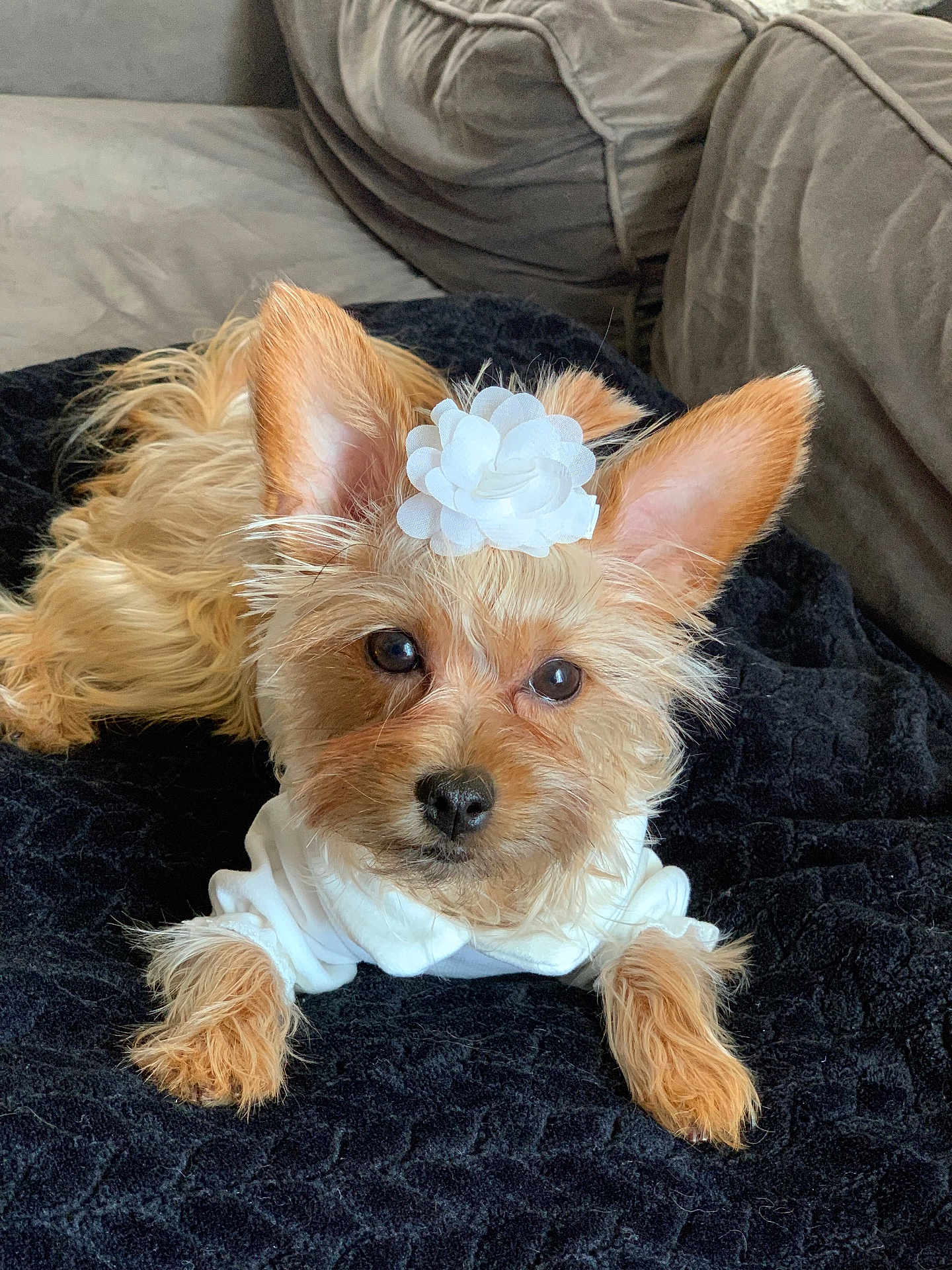 Princess Leia
