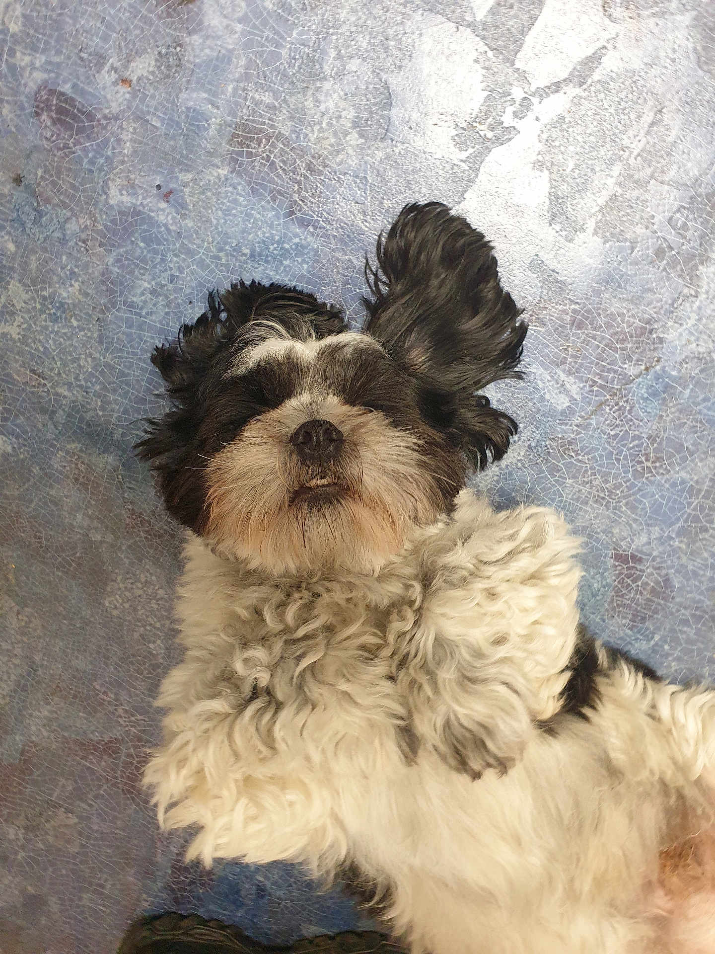 Sam a rejoint le concours — aidez-le/la à gagner de superbes lots ! dog, black_and_white, fluffy, curly_fur, lying_down, floor, relaxed, pet, animal, cute, indoor, fur, ears, snout, paw, canine, mammal, playful, resting, companion