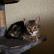 Ayko a rejoint le concours — aidez-le/la à gagner de superbes lots ! animal, cat, cat_tree, cute, domestic, ears, feline, fur, gray, indoor, kitten, paw, pet, resting, soft, tabby, texture, wall, whiskers, young