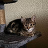 animal, cat, cat_tree, cute, domestic, ears, feline, fur, gray, indoor, kitten, paw, pet, resting, soft, tabby, texture, wall, whiskers, young