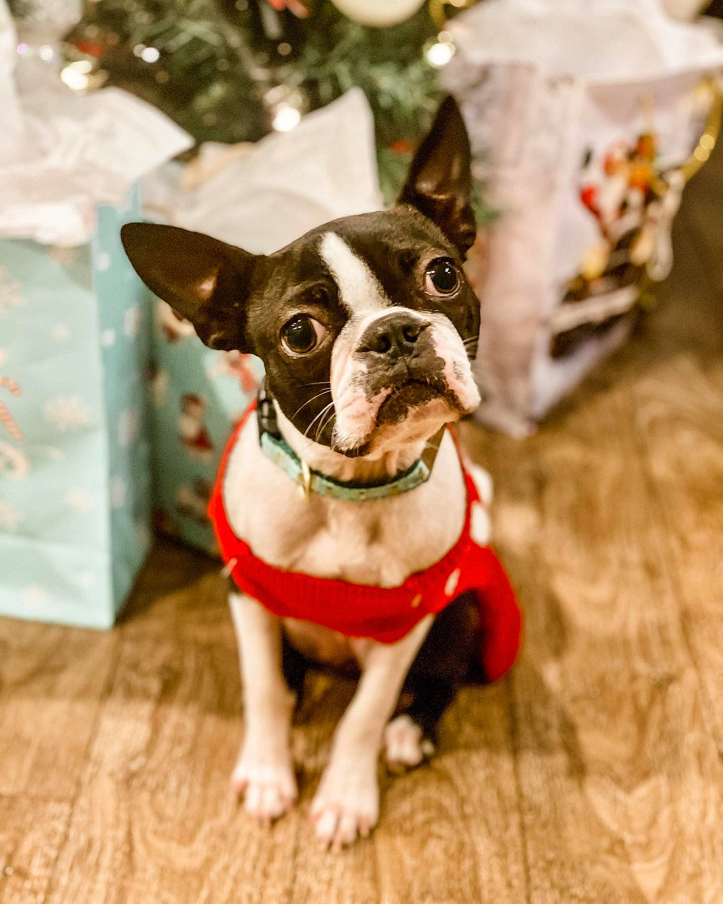 Daisy is registered to the contest to win money with this photo: boston_terrier, canidae, carnivore, collar, companion_dog, dog, dog_breed, dog_clothes, dog_collar, dog_supply, fawn, french_bulldog, mammal, non_sporting_group, pet_supply, snout, sporting_group, toy_dog, vertebrate, working_animal