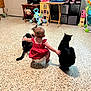 baby, child, cat, indoor, floor, toy, red_dress, diaper, pets, playroom, furniture, laptop, window, black_cat, tabby_cat, cuddly, cute, toddler, home, curious