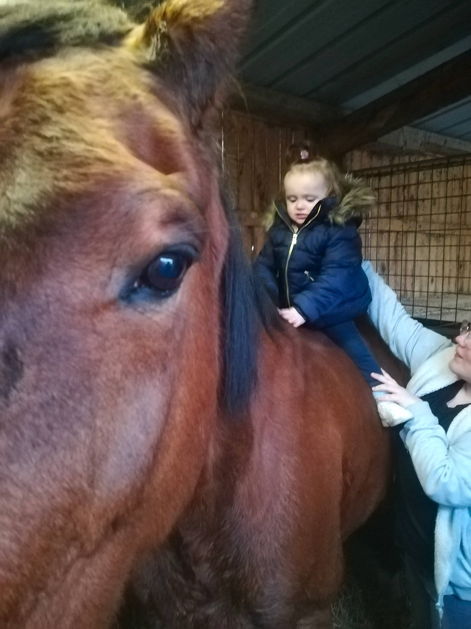 Lea participe au concours pour gagner de l'argent avec cette photo : bridle, eye, eyelash, horse, horse_supplies, horse_tack, liver, mammal, mane, nose, organism, pack_animal, person, recreation, rein, smile, snout, sorrel, stable, vertebrate